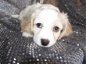 Female Cavachon Puppy for sale #34 Ready Christmas Time 2012|Born October 21st 2012